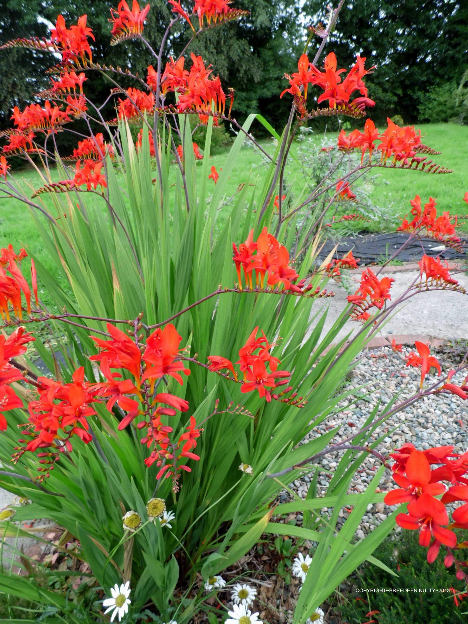 Crocosmia crocosmiiflora 'Fire King'
